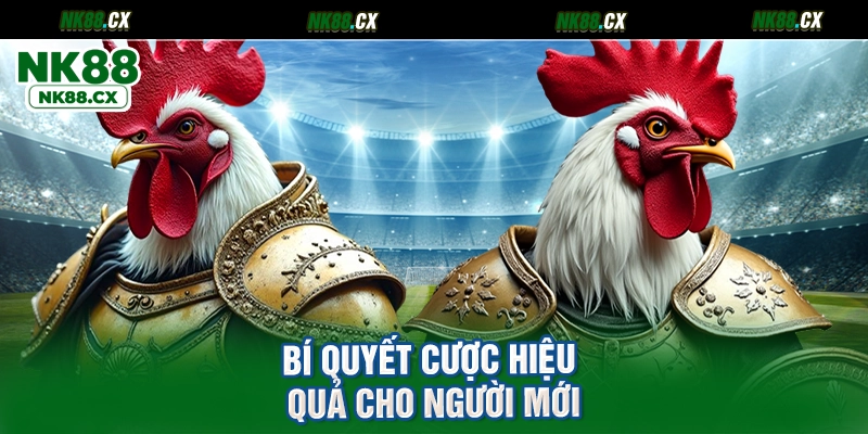 Bí quyết cược hiệu quả cho người mới