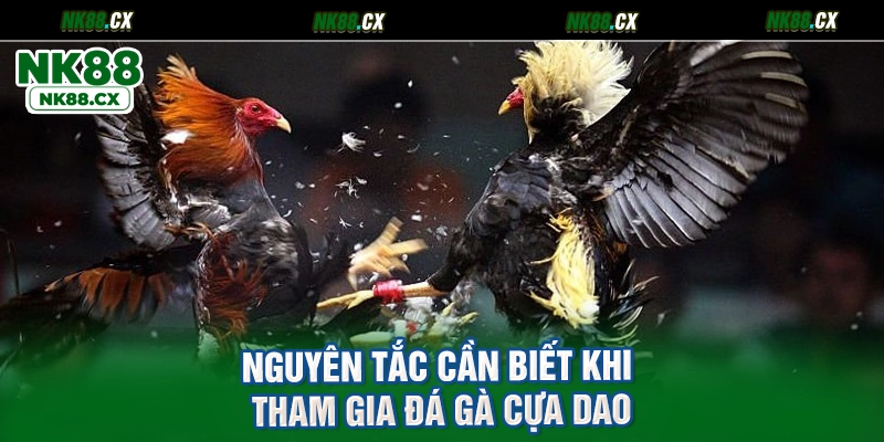 Nguyên tắc cần biết khi tham gia đá gà cựa dao
