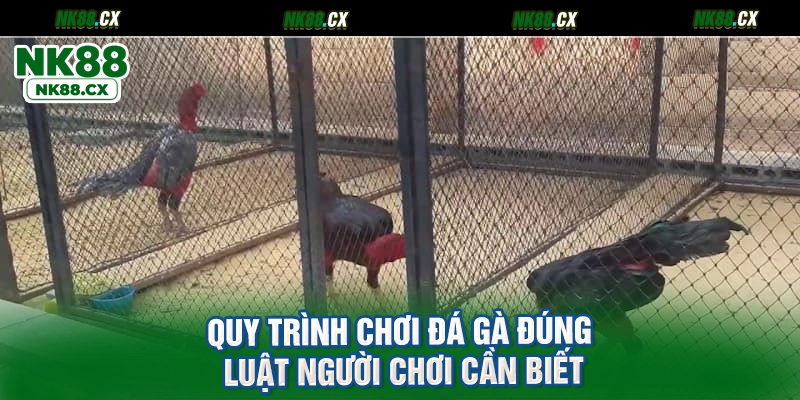 Quy trình chơi đá gà đúng luật người chơi cần biết