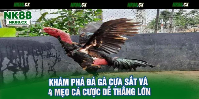 Khám Phá Đá Gà Cựa Sắt Và 4 Mẹo Cá Cược Dễ Thắng Lớn